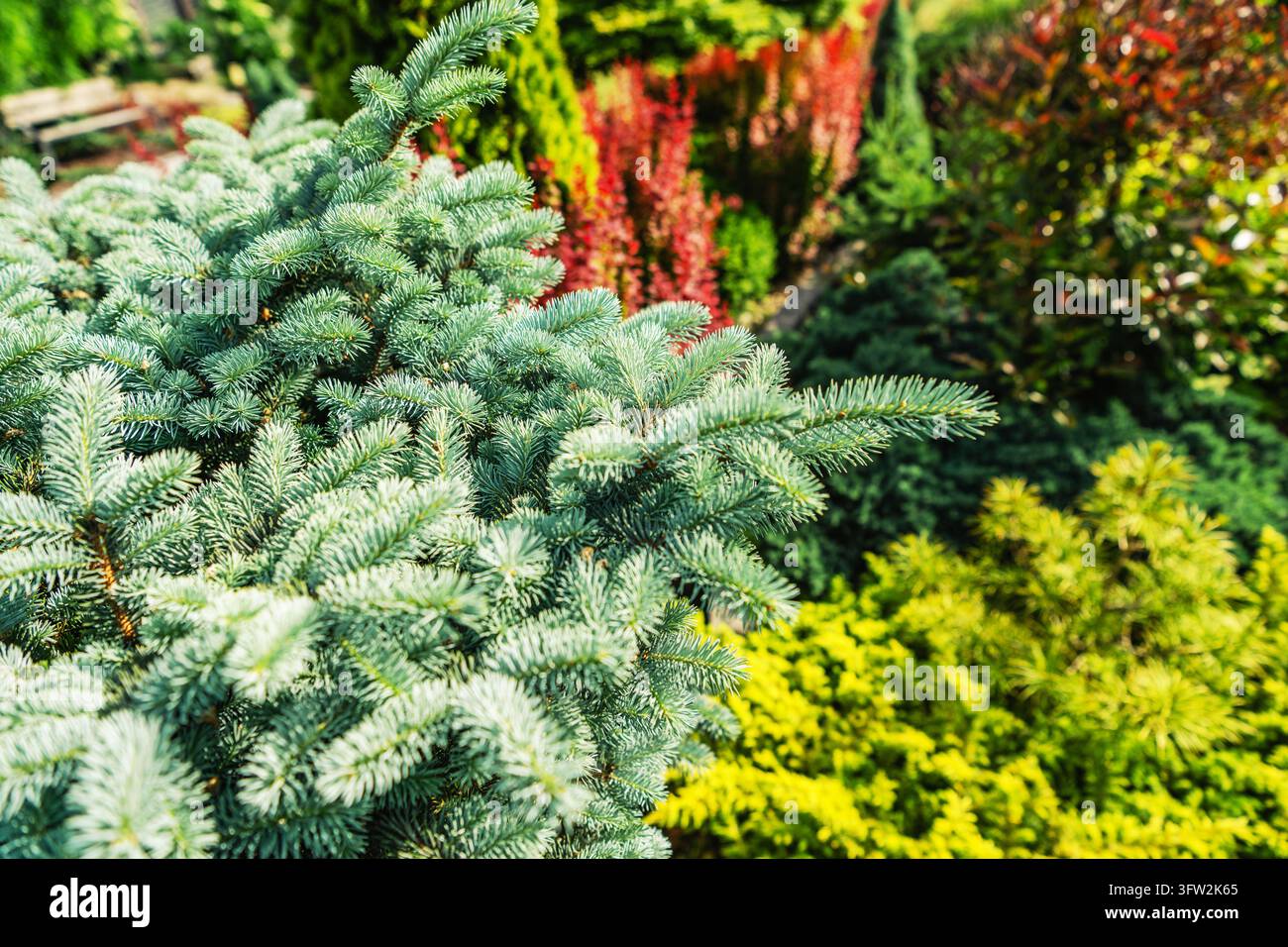 Vue rapprochée de branches de conifères bleu-vert avec des aiguilles courtes, avec des arbustes ornementaux colorés légèrement flous en arrière-plan du jardin. Banque D'Images