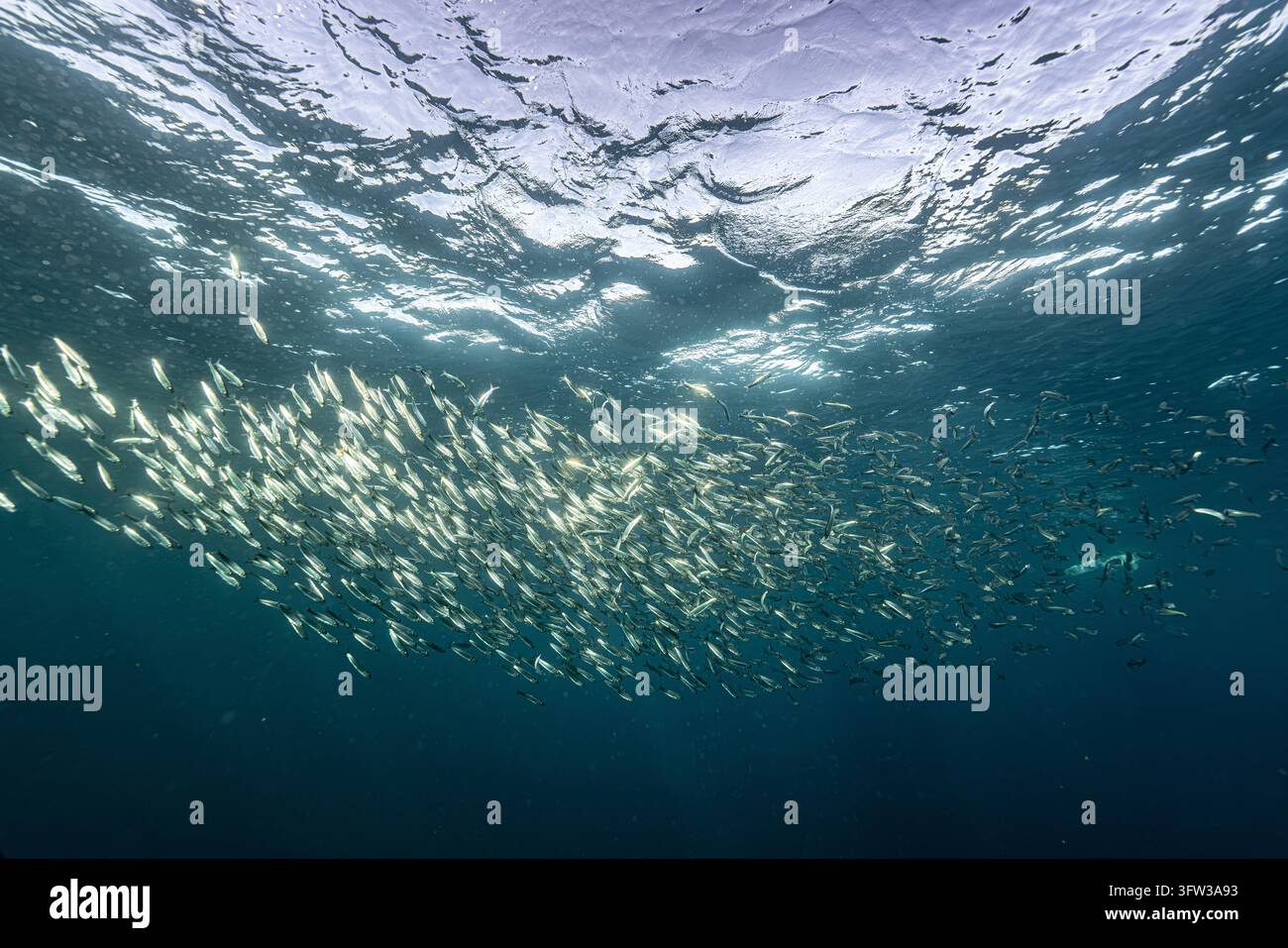 Banc de sardines scintillant sous la surface de l'océan pendant la Sardine Run Banque D'Images
