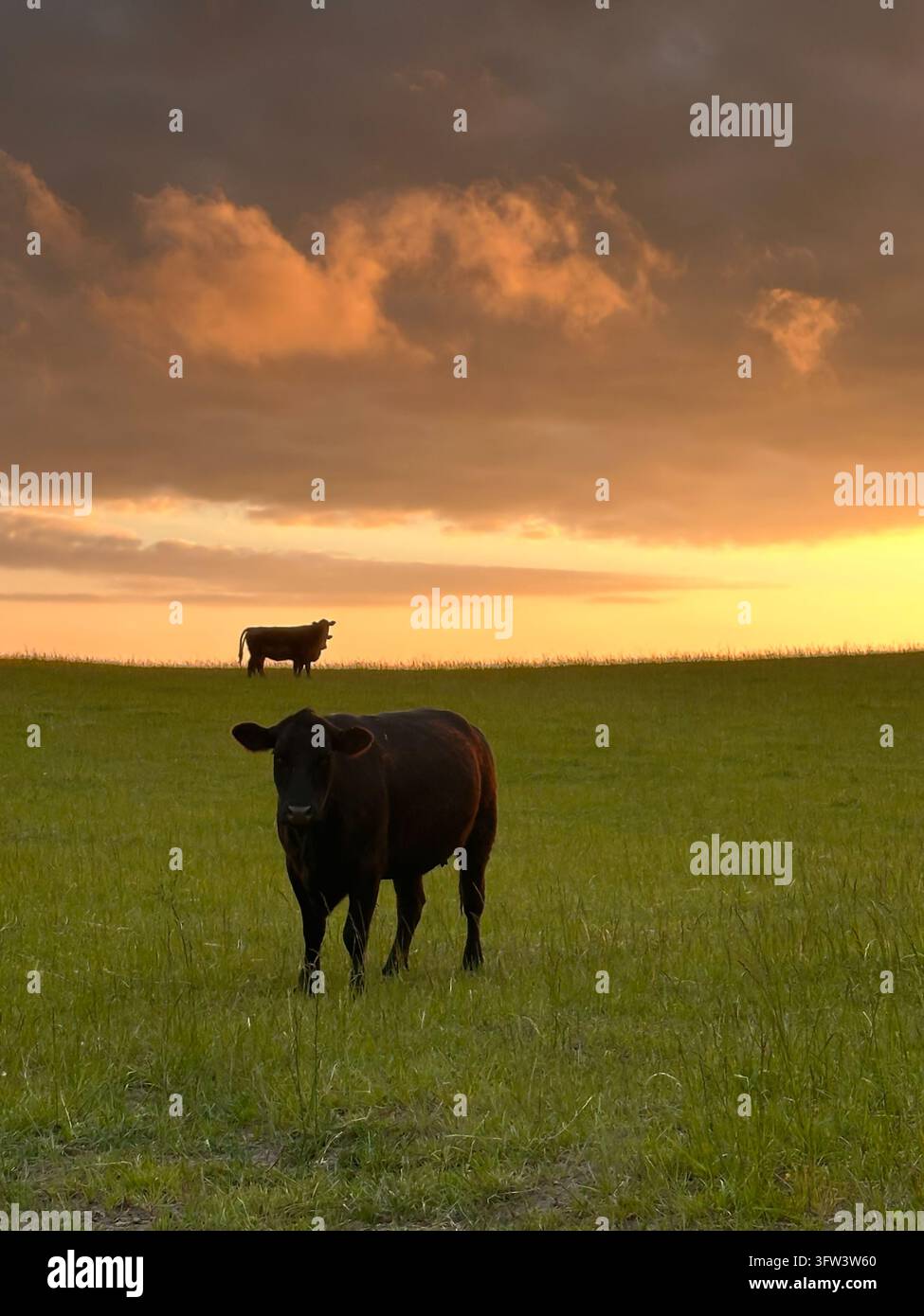 Vache noire debout dans un champ vert au coucher du soleil avec un ciel orange dramatique. Banque D'Images
