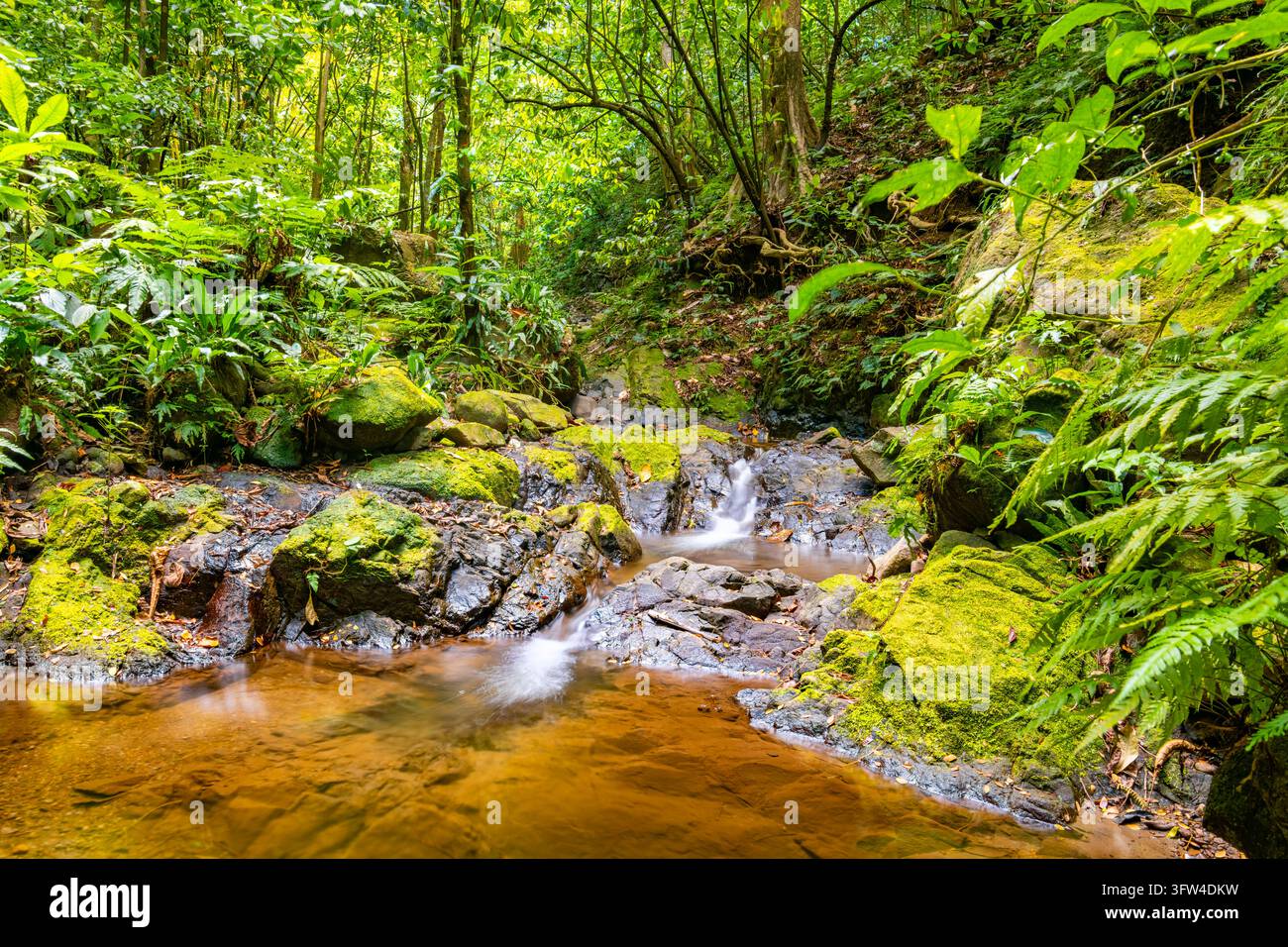 Eau ambrée claire et petites cascades s'écoulant entre des roches volcaniques couvertes de mousse dans la forêt tropicale luxuriante de la Rivière Couleuvre près de Le Prêcheur à la Banque D'Images