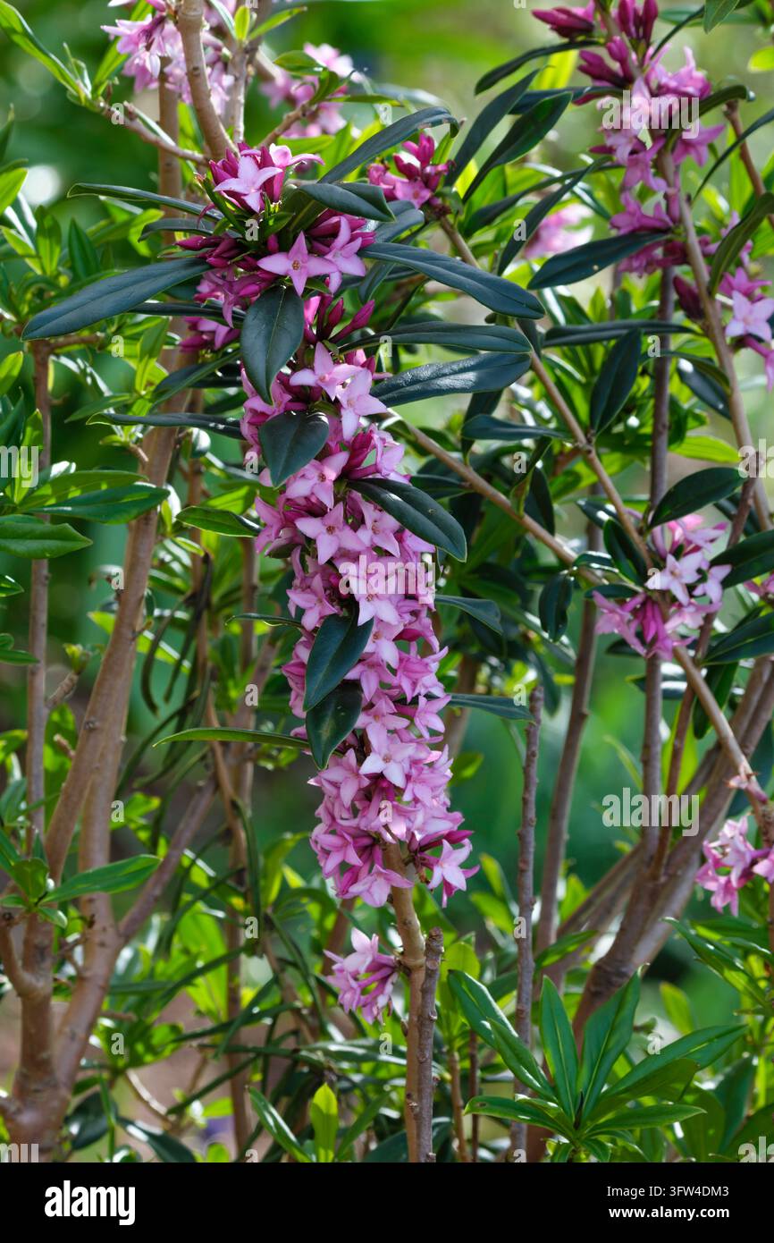 Daphne Cobhay Nuages pourpres, grappes de fleurs rouge-violet foncé tout le long des tiges Banque D'Images