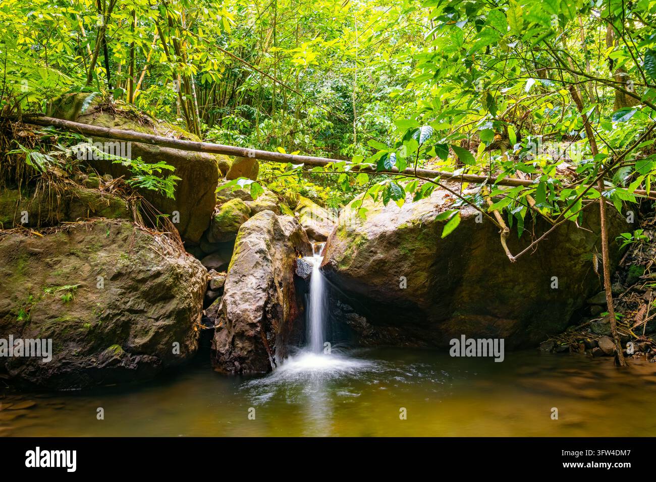 Petite cascade et bassin naturel sur la Rivière Couleuvre près de Le Prêcheur, entouré par une forêt tropicale dense et de gros rochers volcaniques sur le hiki Banque D'Images