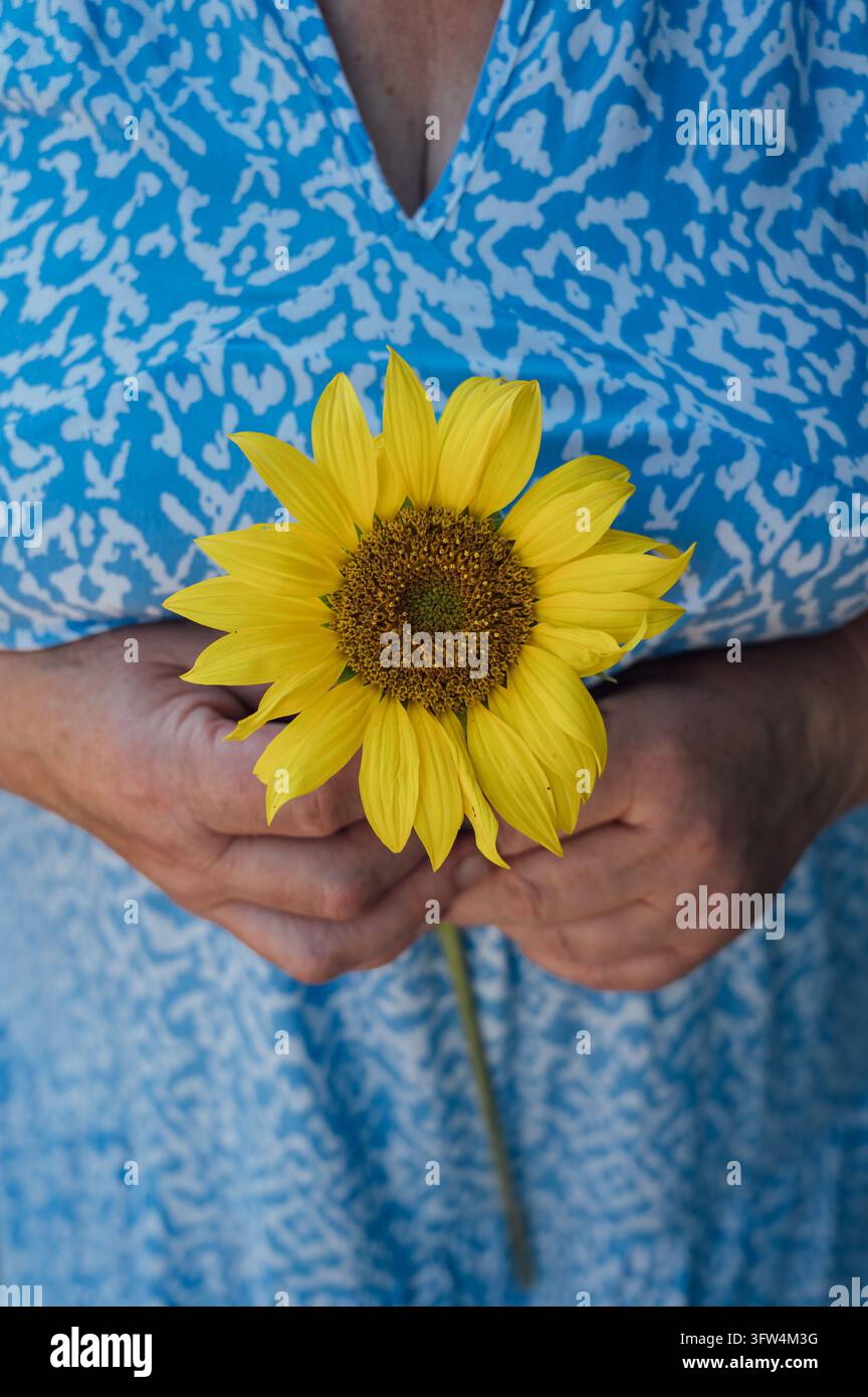 Tournesol dans les mains d'une femme âgée Banque D'Images