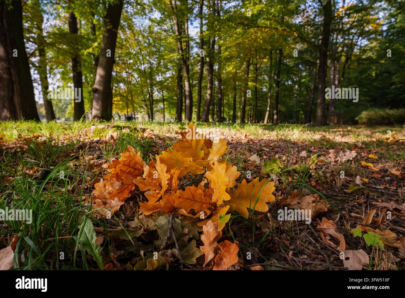 Vue rapprochée de feuilles d'orme orange sur le sol de la forêt avec de grands arbres et une lumière tamisée dans une scène de parc automnal, composition à faible angle. Banque D'Images