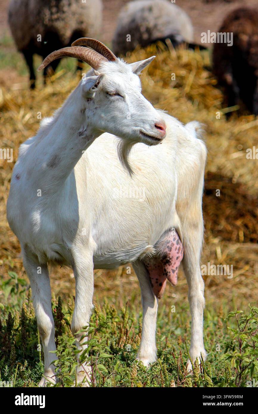 Chèvre laitière blanche avec des cornes debout dans une cour de ferme avec du foin en arrière-plan. Banque D'Images