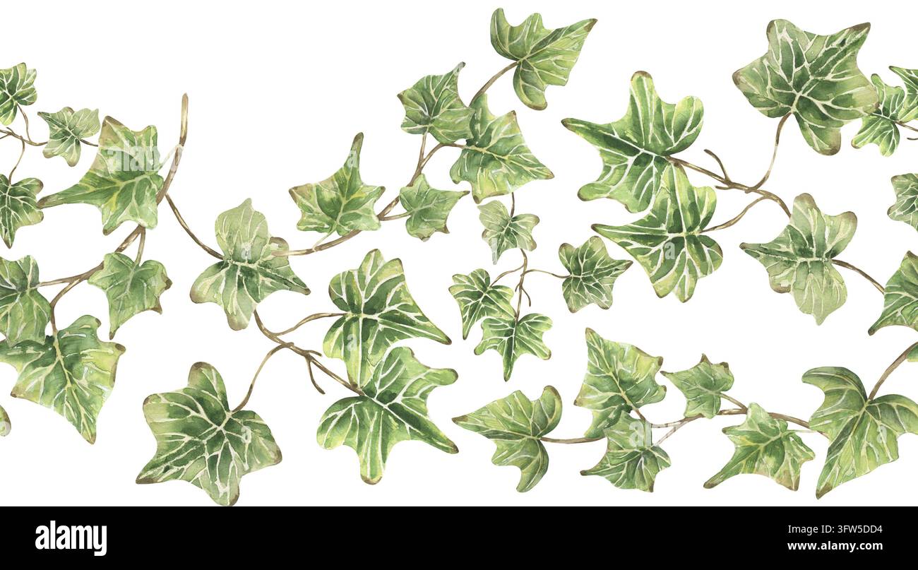 Branche de feuilles d’if en aquarelle Bordure sans couture, illustration florale répétée, motif isolé d’oiseau chanteur et de feuille Banque D'Images