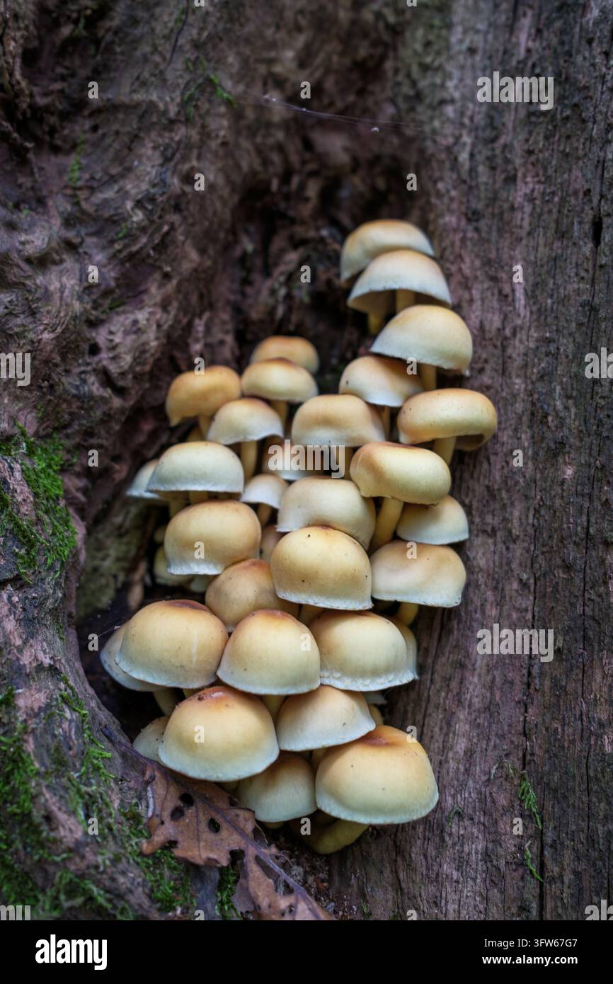 Un amas de champignons Sulfur Tuft pousse dans une fissure d’un tronc d’arbre, décomposant activement le bois pour absorber les nutriments et prospérer dans l’humidité, s Banque D'Images