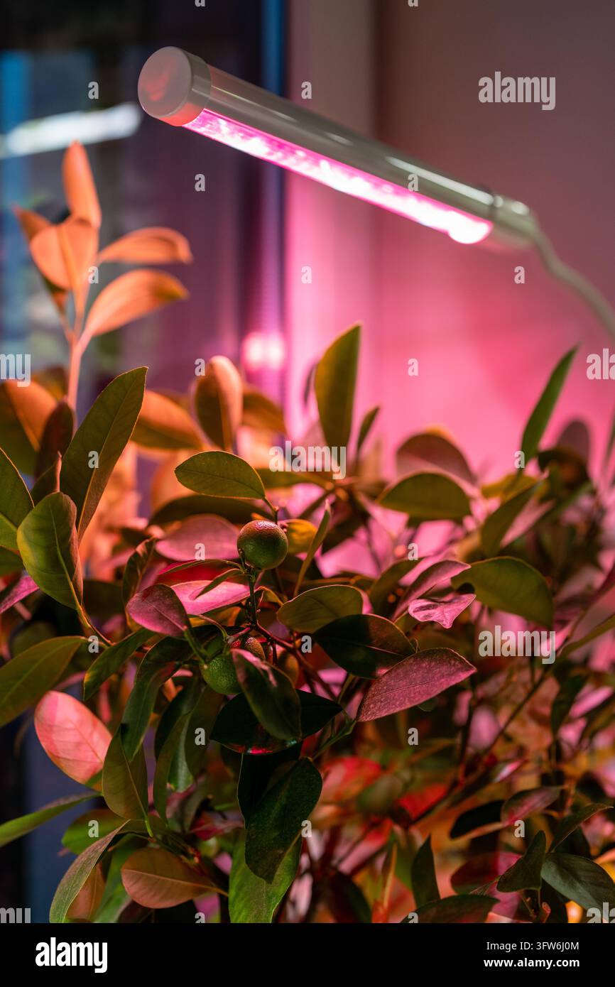 Lumière de croissance LED rose soutenant une plante de citronnier d'intérieur avec de petits fruits verts pendant la saison sombre Banque D'Images
