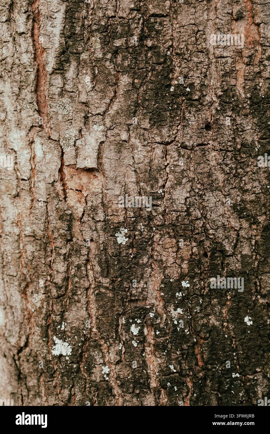 Gros plan d'écorce d'arbre brune et rugueuse avec des fissures profondes et des taches de lichen pâle. Utilisable comme texture naturelle pour des applications de design et de fond. Banque D'Images