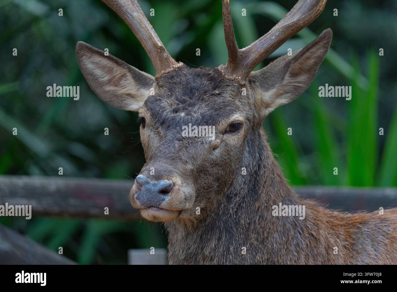 Portrait d'un cerf sauvage sarde montrant des andouillers et des détails de fourrure impressionnants Banque D'Images