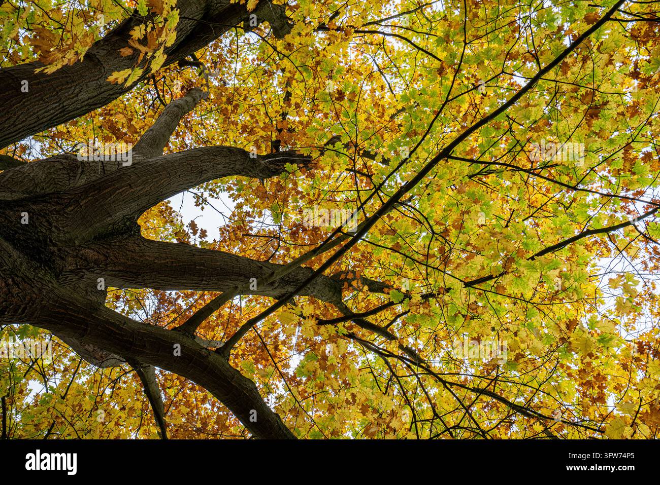 Des branches épaisses sous un ciel automnal jaune, vues d'en bas Banque D'Images