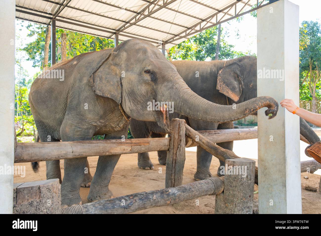 Alimentation des éléphants. Éléphant d'Asie étire sa longue trompe vers un visiteur offrant de la nourriture au centre pour éléphants de Koh Samui, Thaïlande. Rencontre rapprochée avec les animaux Banque D'Images
