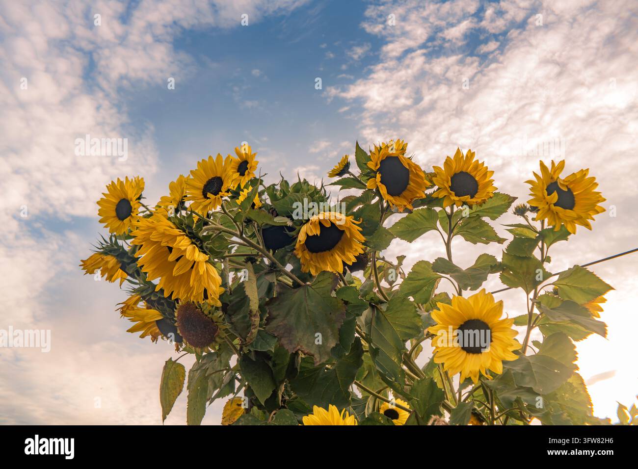 Un plan orienté vers le haut de nombreuses tournesols jaunes vibrants avec des centres sombres, tendus vers un ciel bleu doux parsemé de nuages blancs. La natu Banque D'Images