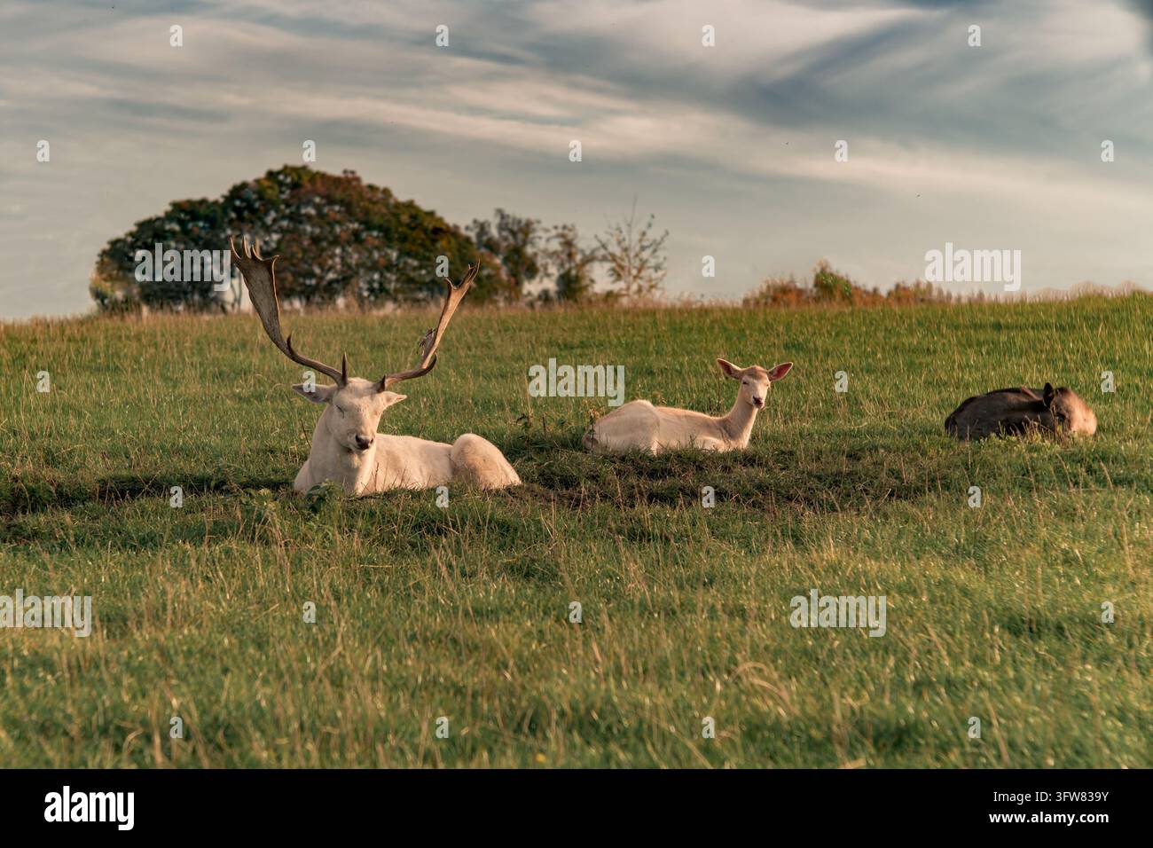 Une scène tranquille mettant en scène une famille de cerfs damiers blancs, comprenant un grand mâle aux bois impressionnants, une biche et un faon, reposant paisiblement dans un l Banque D'Images