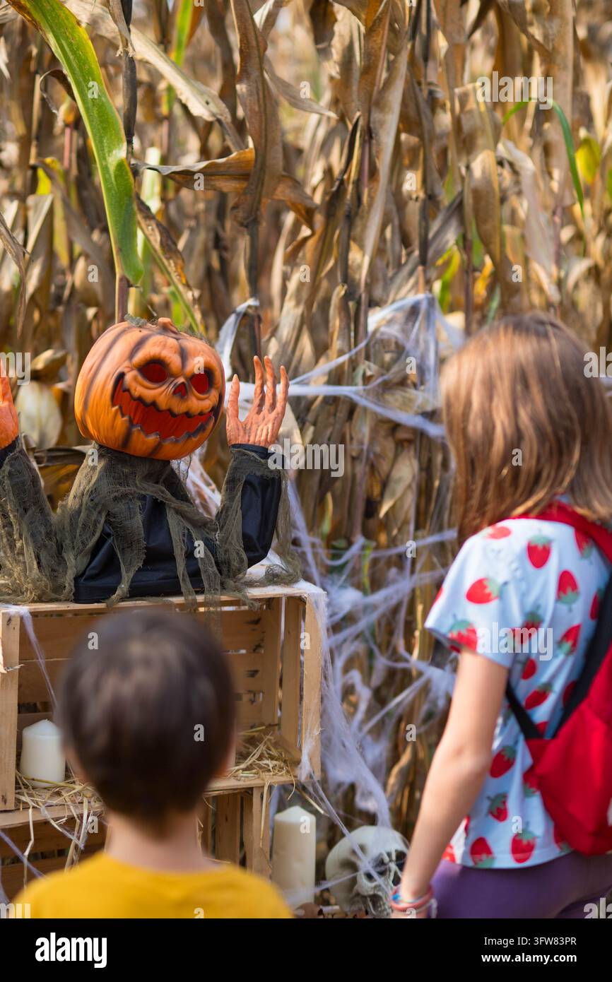 Enfant caucasienne de 10 ans et garçon de 5 ans regardant une installation animée de citrouille d'Halloween dans un labyrinthe de maïs faisant partie d'un champ de citrouilles Banque D'Images