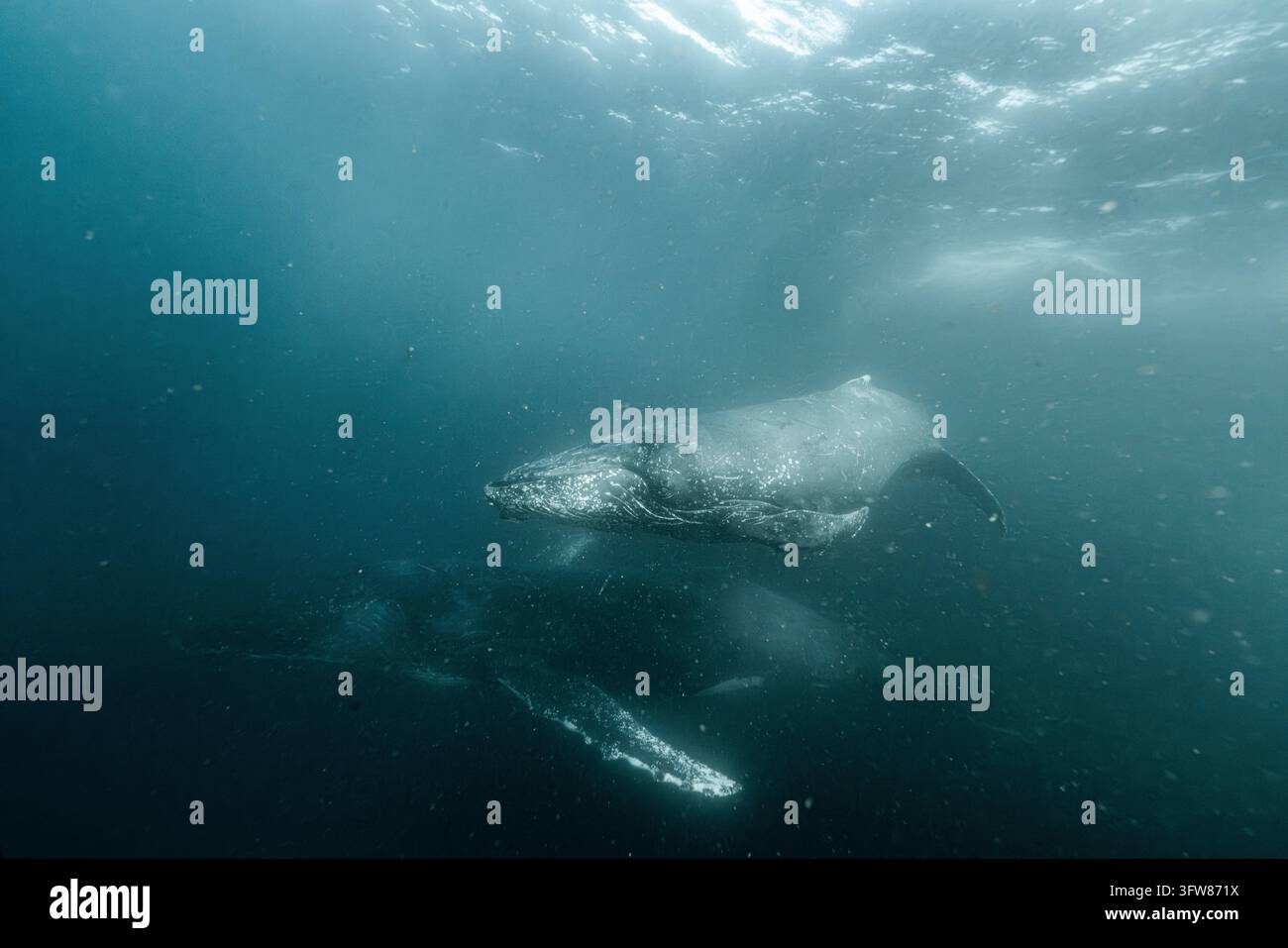 Baleine à bosse nageant sous l'eau avec une deuxième baleine en dessous, Côte sauvage Banque D'Images