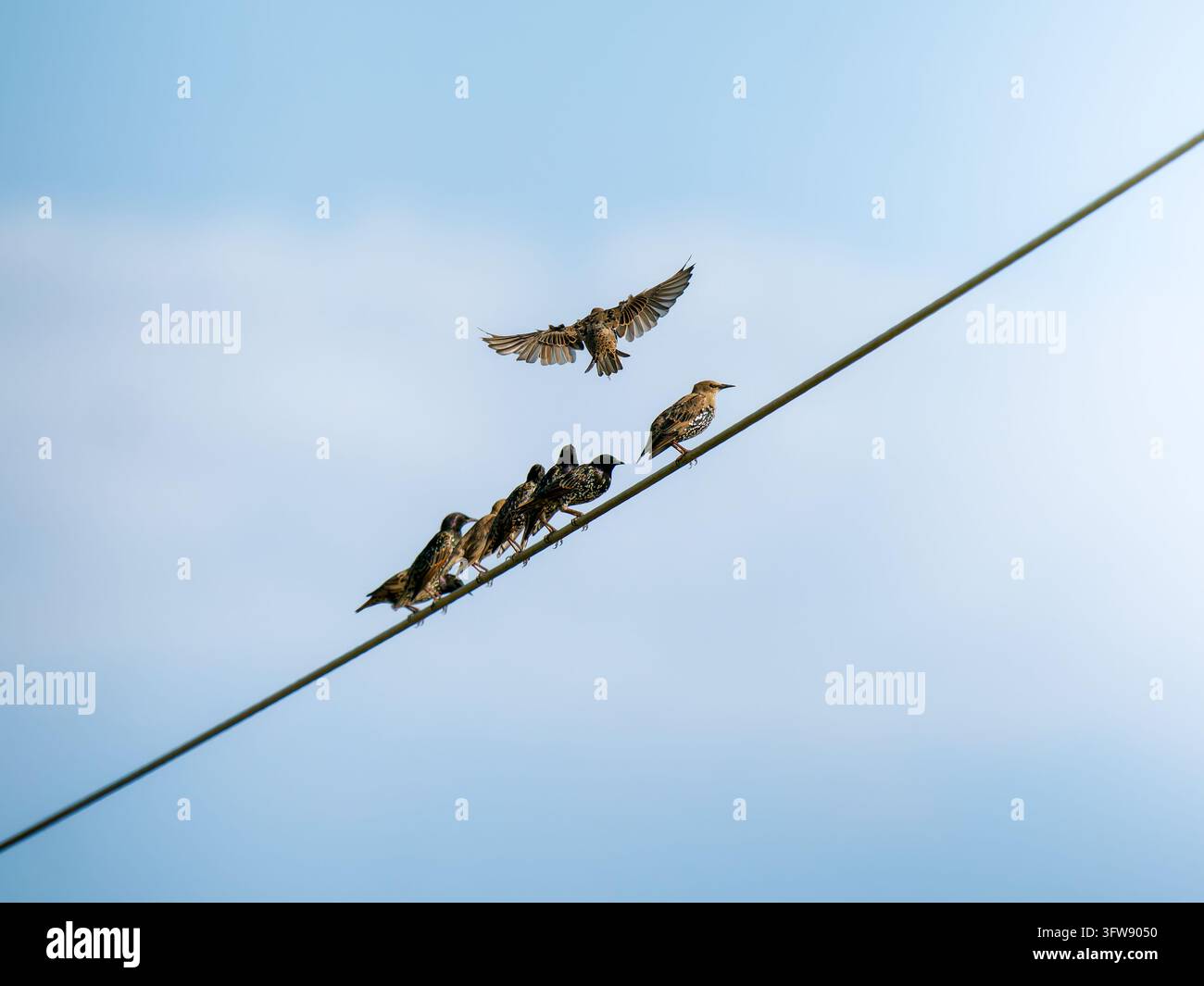 Etourneaux européens (Sturnus vulgaris) perchés et volant sur un fil sous un ciel bleu Banque D'Images