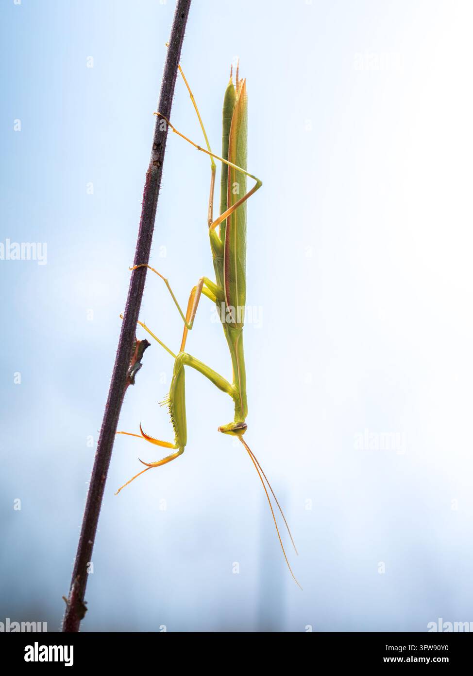 Une mante religieuse verte (Mantis religiosa) s'accroche à une fine branche verticale contre un ciel bleu. Banque D'Images