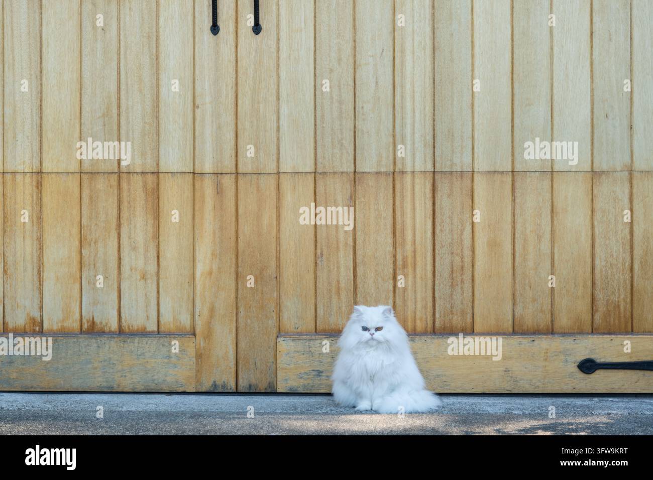 Un chat persan blanc est assis devant un chantier naval à Reliance Harbor à Wrangell, Alaska. Banque D'Images