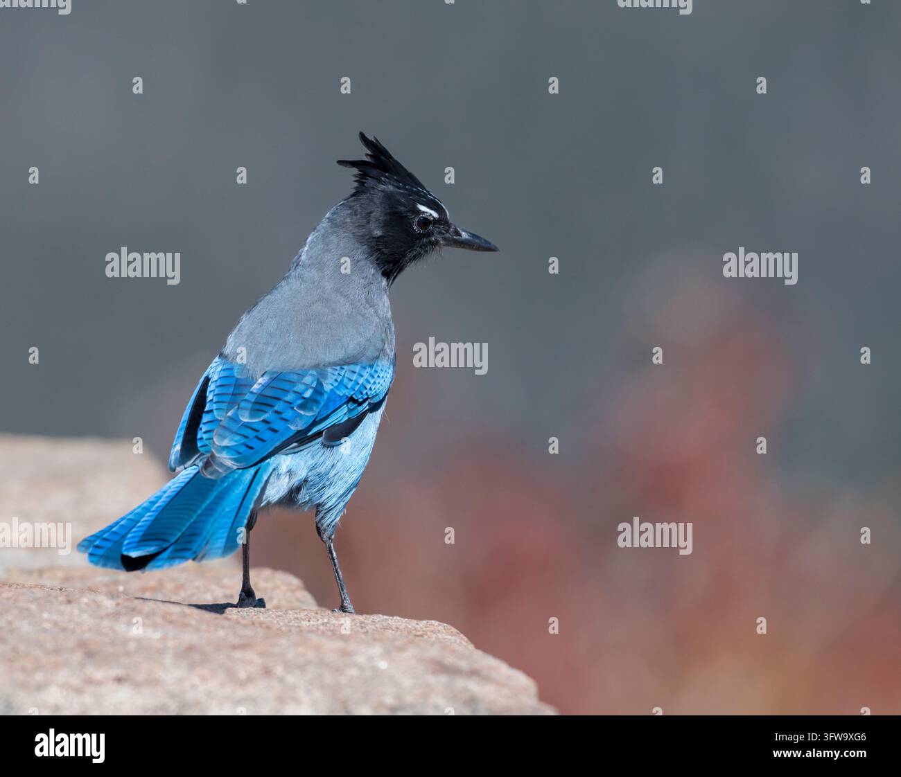 Geai de Steller (Cyanocitta stelleri) dans le parc national des montagnes Rocheuses, Colorado Banque D'Images