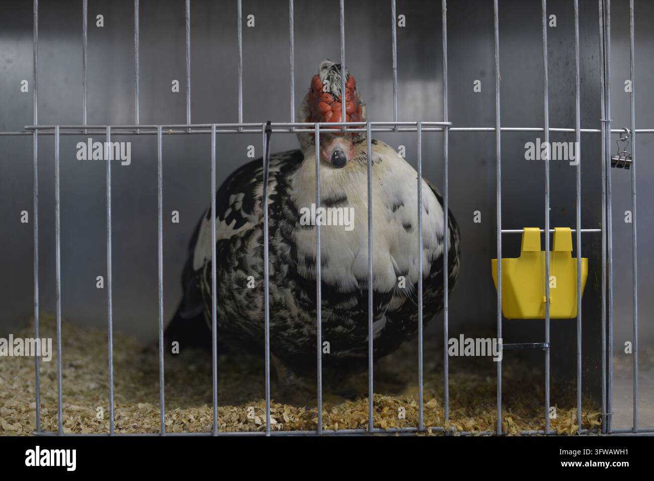 Un poulet blanc et noir duveteux dans une cage d'exposition à la Lismore Show, Lismore, Northern Rivers, NSW, Australie. Banque D'Images