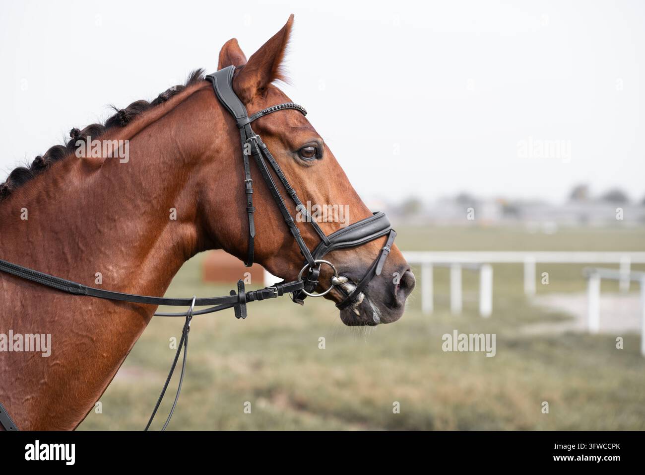 Portrait d'un magnifique cheval de race bai avec des cheveux tressés debout dans le paddock. Concept de préparation sportive équestre, beauté équine Banque D'Images