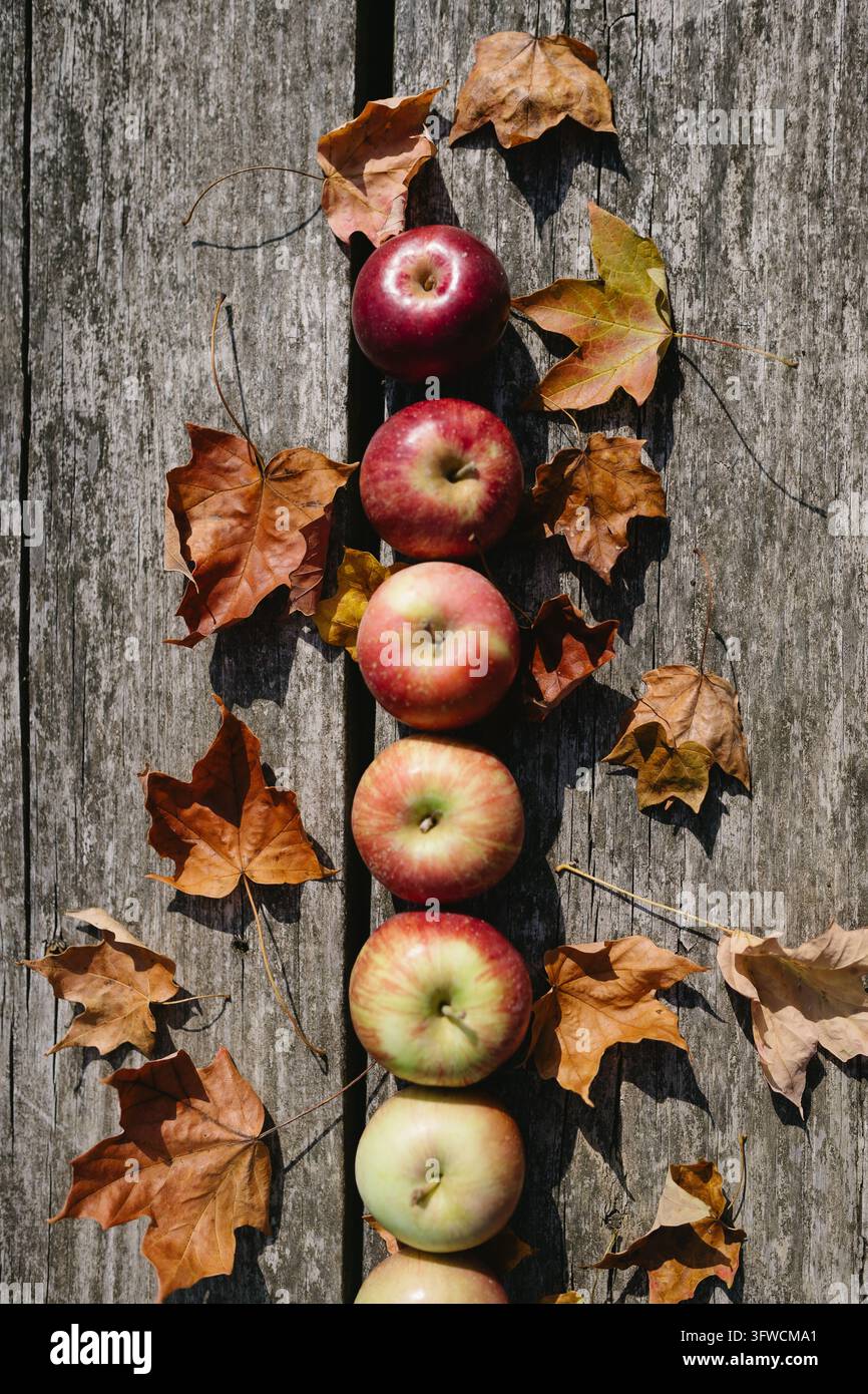 Ligne de pommes dans une esthétique automnale Ombre, feuilles tombées Banque D'Images