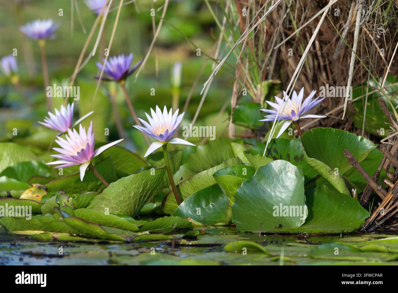De magnifiques nénuphars violets fleurissent dans un étang tranquille Banque D'Images