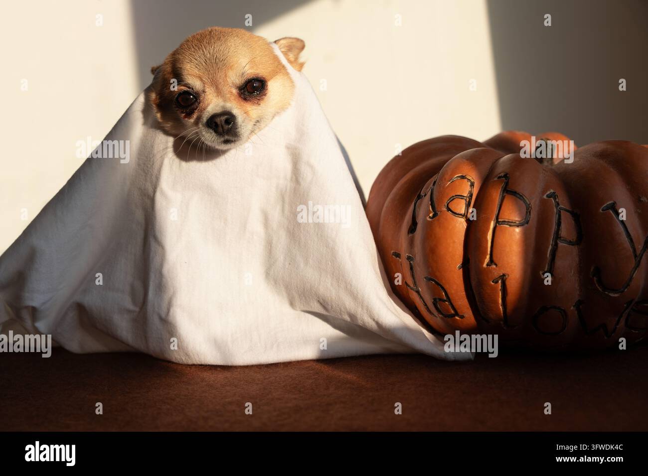 Un petit chien chihuahua mignon déguisé en fantôme à côté d'une citrouille d'Halloween, regardant directement la caméra avec un sourire subtil et charmant. Banque D'Images