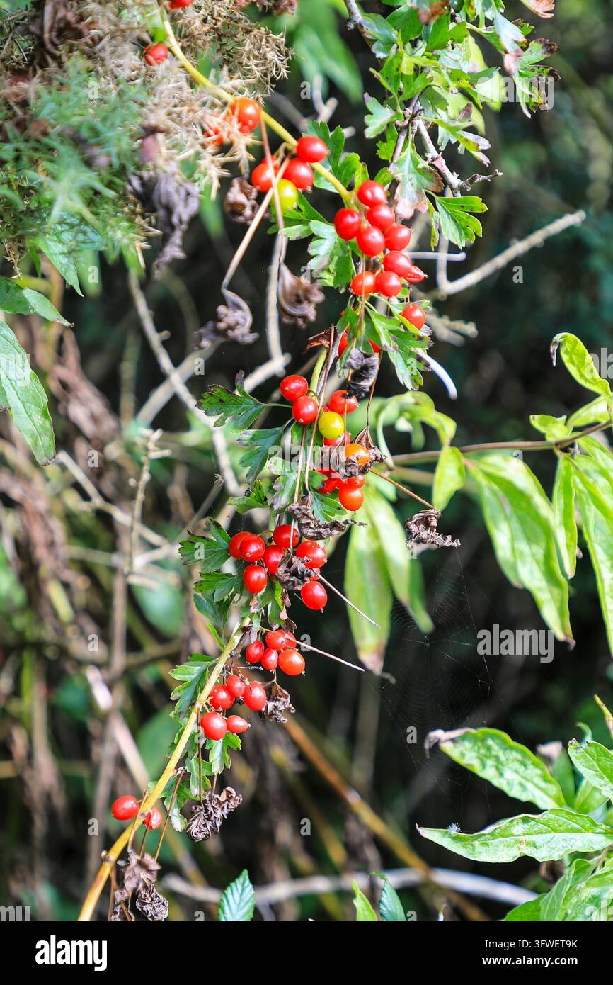 Les baies rouges de la tamus noire (Dioscorea communis, anciennement Tamus communis), le seul membre indigène de la famille des yam au Royaume-Uni, Pembrokeshire, Pays de Galles, UK Banque D'Images
