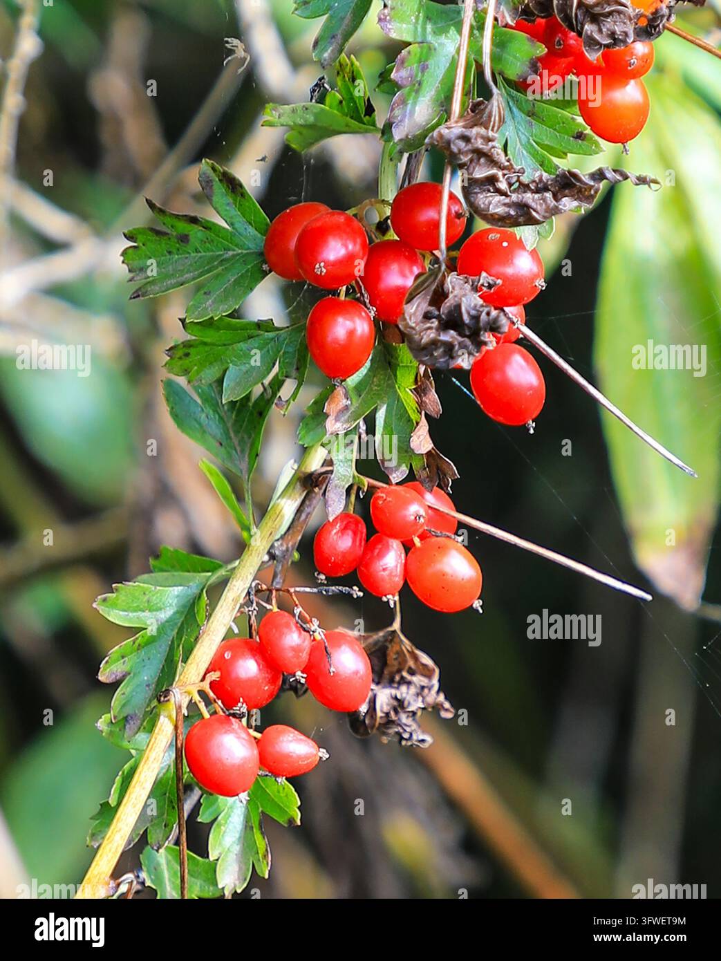 Les baies rouges de la tamus noire (Dioscorea communis, anciennement Tamus communis), le seul membre indigène de la famille des yam au Royaume-Uni, Pembrokeshire, Pays de Galles, UK Banque D'Images