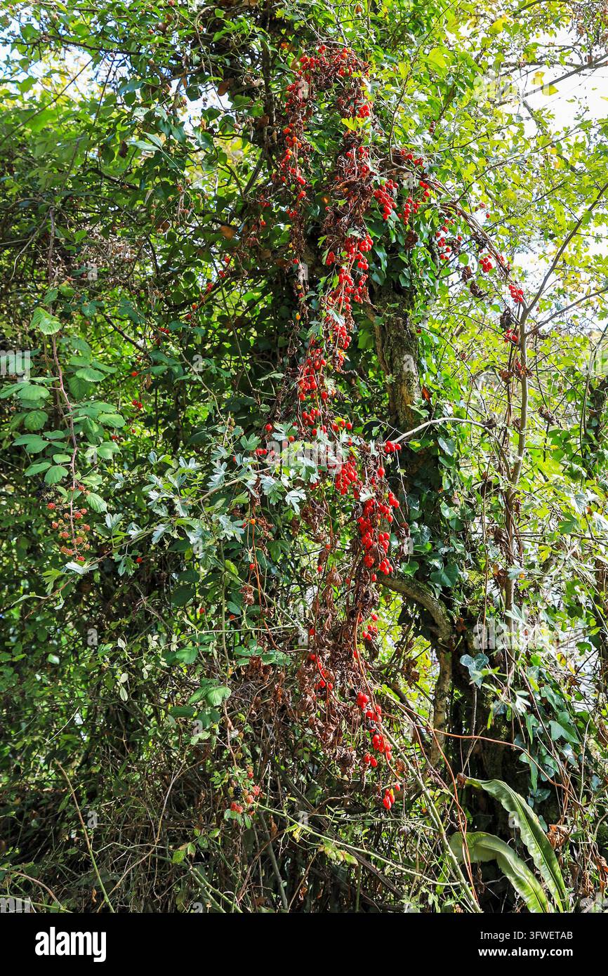 Les baies rouges de la tamus noire (Dioscorea communis, anciennement Tamus communis), le seul membre indigène de la famille des yam au Royaume-Uni, Pembrokeshire, Pays de Galles, UK Banque D'Images