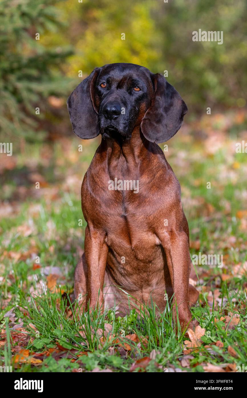 Bavarian mountain mound / Bayerischer Gebirgsschweißhund, chien de traçage au parfum utilisé pour suivre un gibier blessé et race de chien de chasse originaire d'Allemagne Banque D'Images