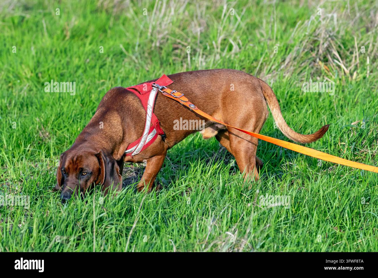 Bavarian mountain mound / Bayerischer Gebirgsschweißhund, chien de traçage et race de chien de chasse d'Allemagne reniflant la trace d'un gibier blessé dans un champ Banque D'Images