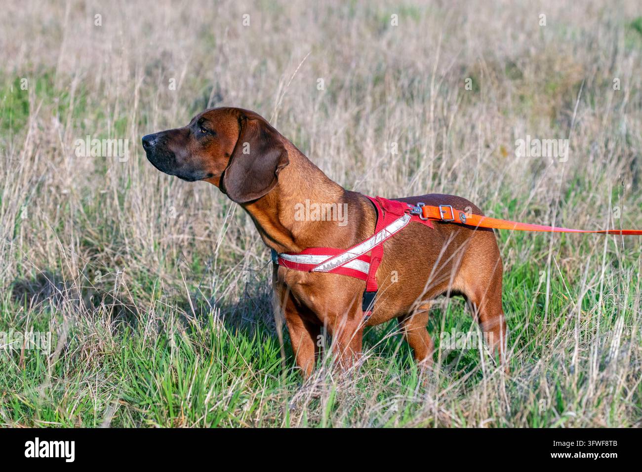 Bavarian mountain mound / Bayerischer Gebirgsschweißhund, chien de traçage au parfum utilisé pour suivre un gibier blessé et race de chien de chasse originaire d'Allemagne Banque D'Images