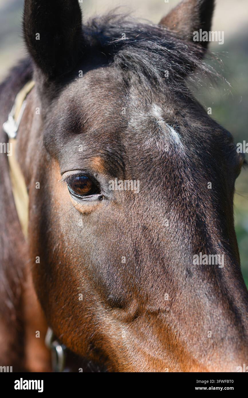 Extrême gros plan d'un œil et d'un visage de cheval brun, montrant la texture fine des poils, les cils et les détails naturels du pelage. Mise au point sélective avec un b légèrement flou Banque D'Images