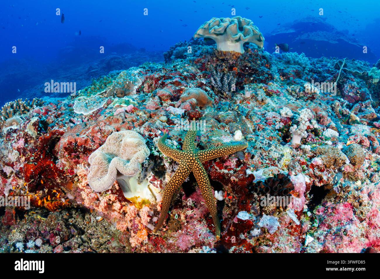 Étoile de mer reposant sur un récif corallien à Bali, en Indonésie, entourée de corail mou en forme de champignon et d’éponges encroûtantes sous des eaux tropicales bleues et claires Banque D'Images