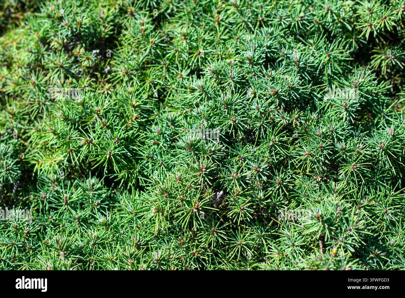 Feuillage vert dense et persistant avec des grappes de feuilles en forme d'aiguilles. Banque D'Images