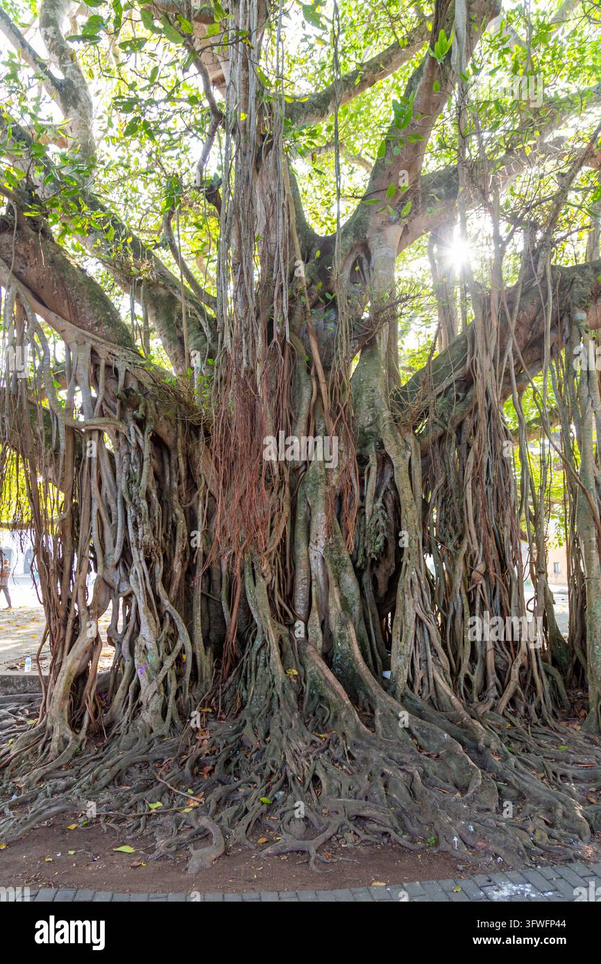 Énorme banian avec des racines aériennes pendantes, Province du Sud, Galle, Sri Lanka Banque D'Images