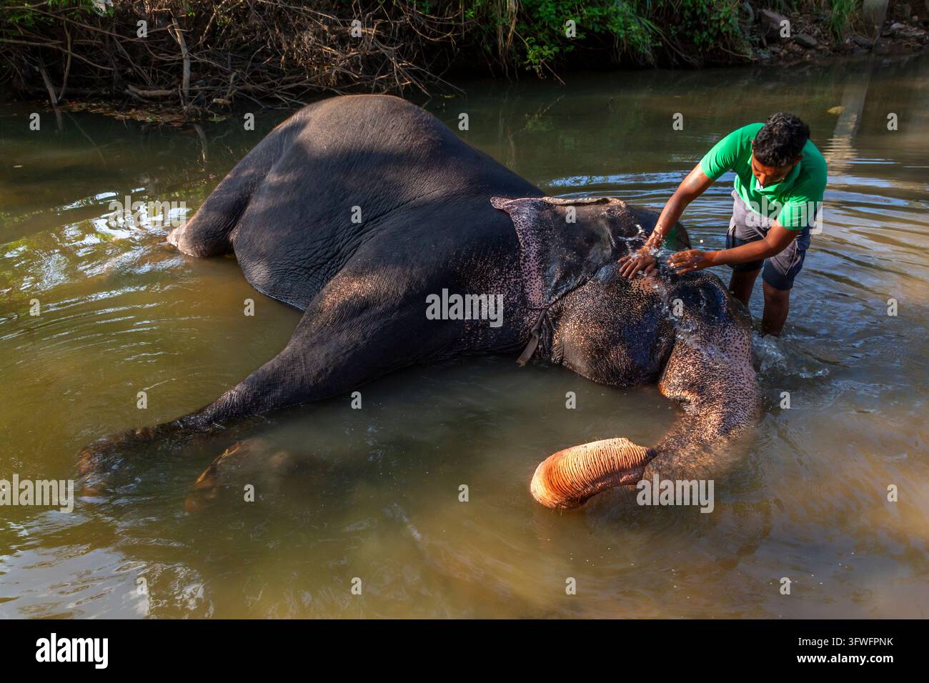Homme baignant un éléphant allongé dans une rivière, Province centrale, Sigiriya, Sri Lanka Banque D'Images