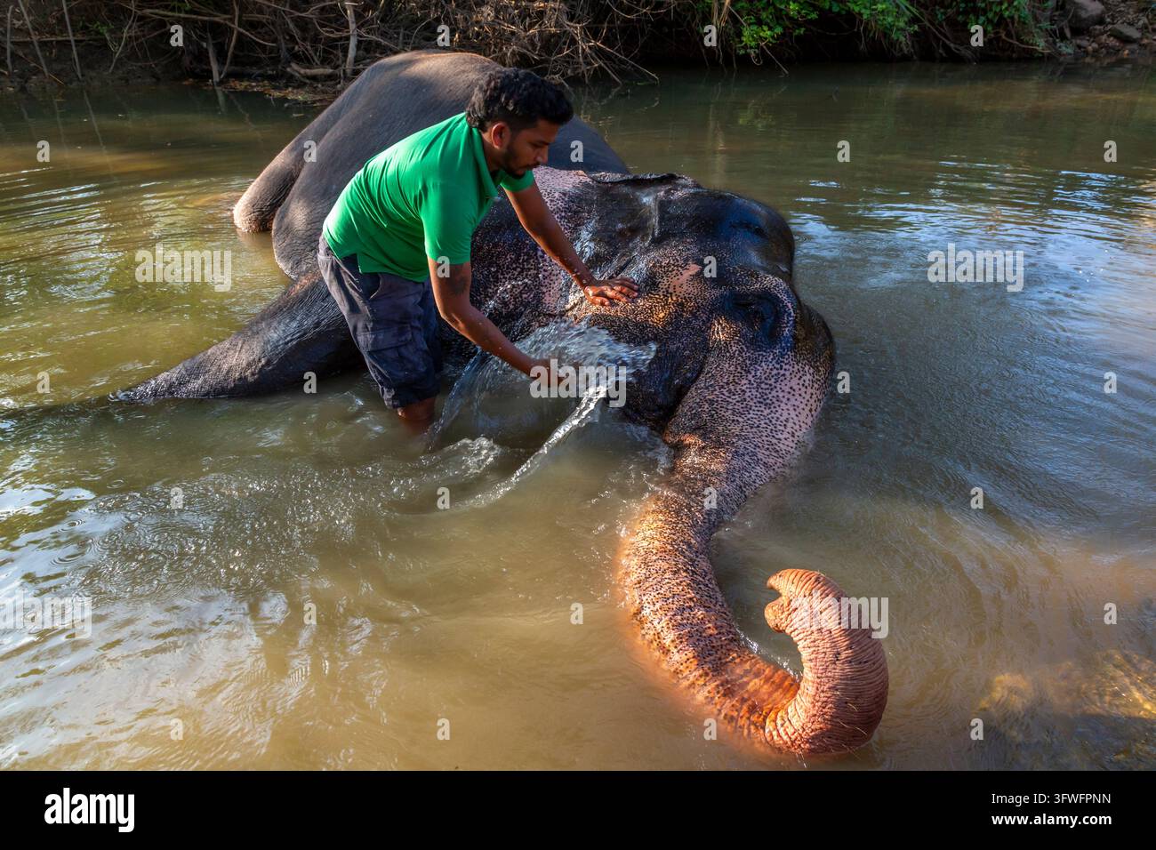 Homme frottant un éléphant allongé dans une rivière, Province centrale, Sigiriya, Sri Lanka Banque D'Images