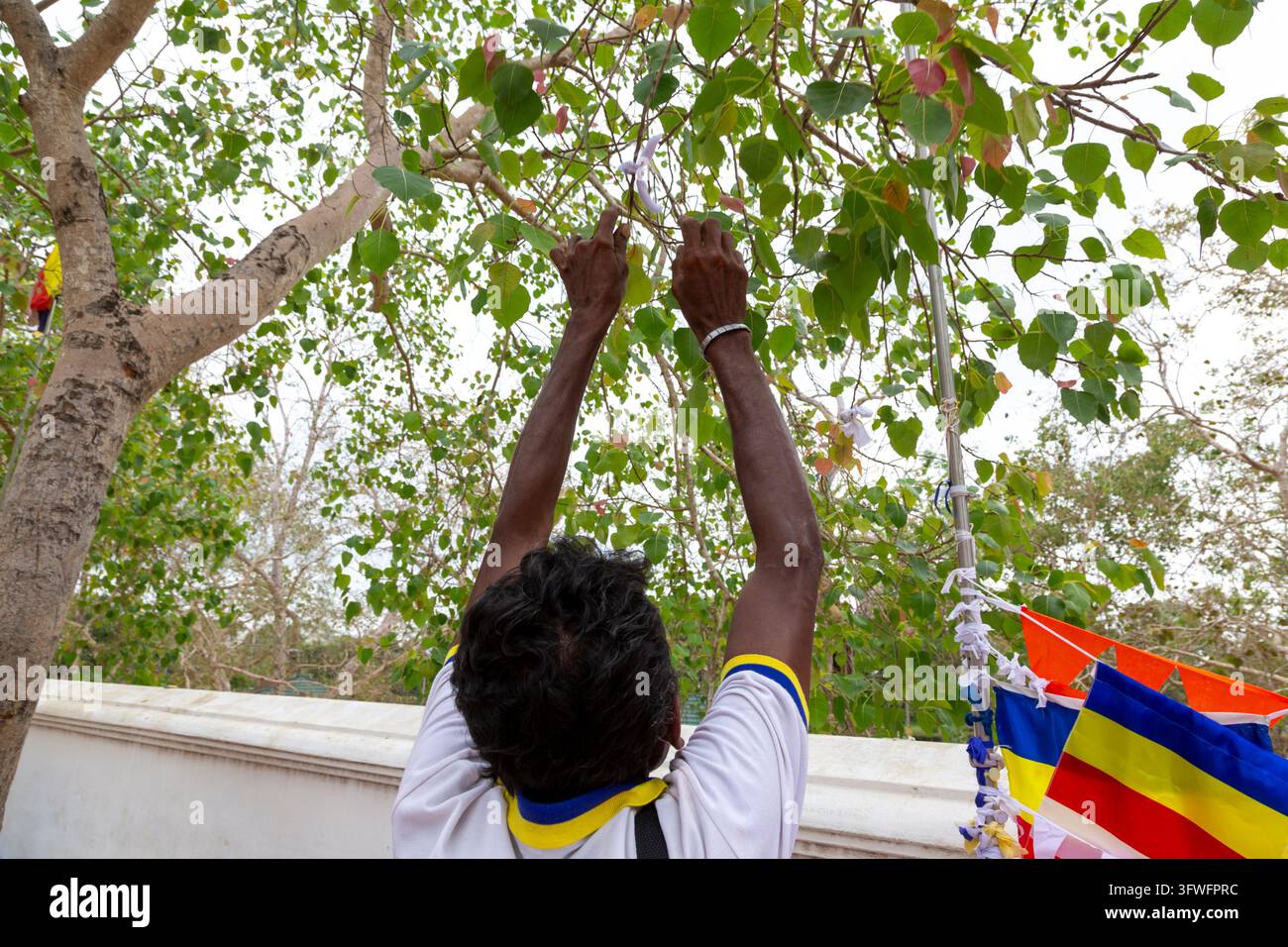 Homme attachant une offrande à la branche d'un bouleau sacré à Ruwanwelisaya, Province du Centre-Nord, Anuradhapura, Sri Lanka Banque D'Images