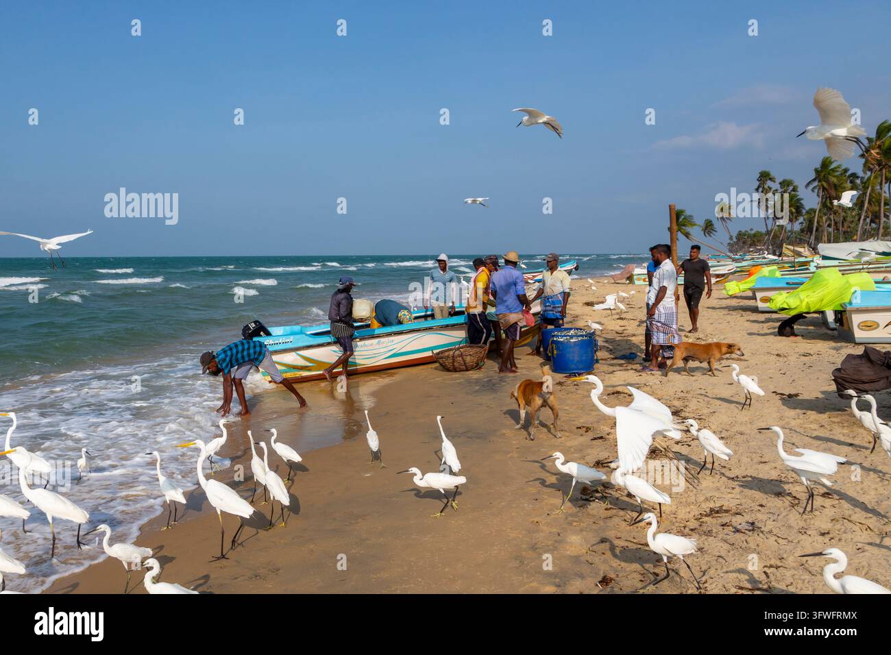 Pêcheurs déchargeant un bateau sur une plage entourée d’hérons, Province du Nord, Mannar, Sri Lanka Banque D'Images