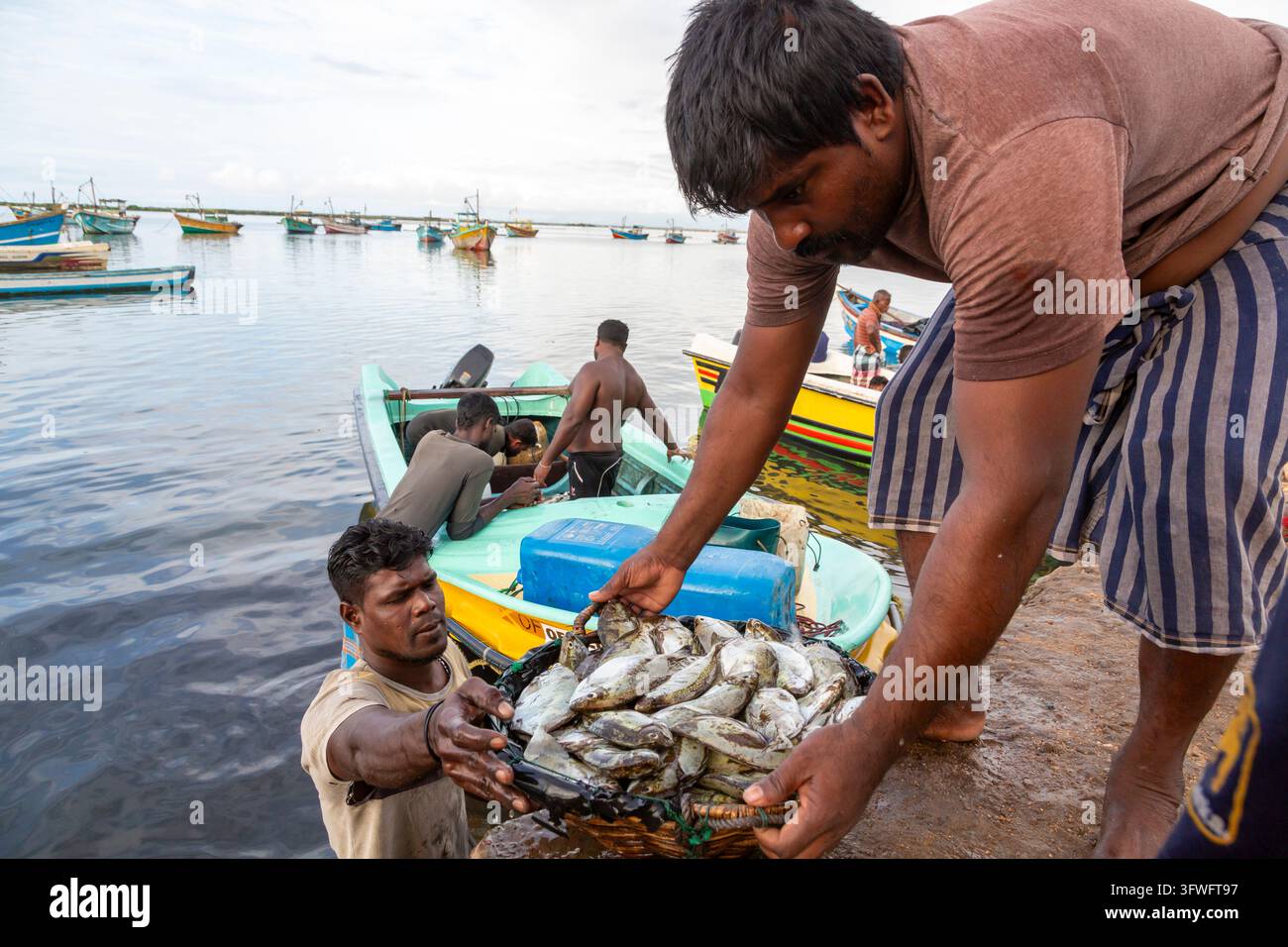 Pêcheurs déchargeant un panier de poisson frais d'un bateau sur le rivage, Province du Nord, Jaffna, Sri Lanka Banque D'Images