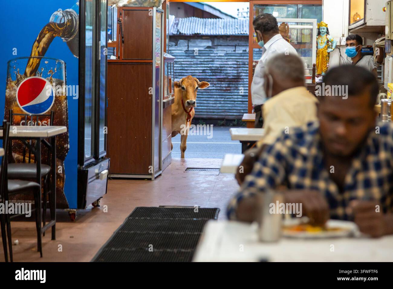 Vache debout à l'entrée d'un restaurant tandis que des hommes mangent, Province du Nord, Jaffna, Sri Lanka Banque D'Images