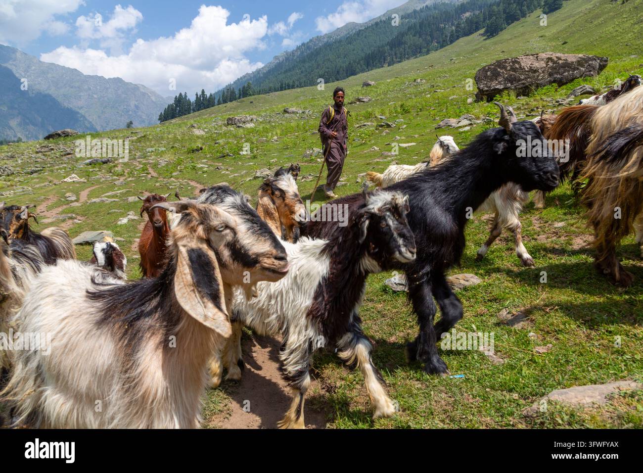 Berger Bakarwal faisant paître des chèvres à poils longs sur une pente montagneuse, Jammu-et-Cachemire, vallée d'Aru, Inde Banque D'Images