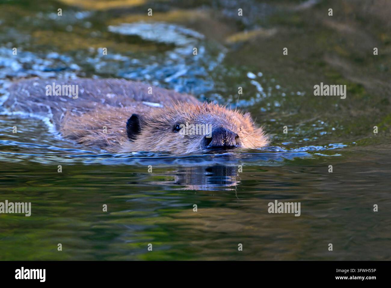Une vue de face d'un castor sauvage nageant dans la lumière du soir de son étang à castors dans la région rurale de l'Alberta, Canada Banque D'Images