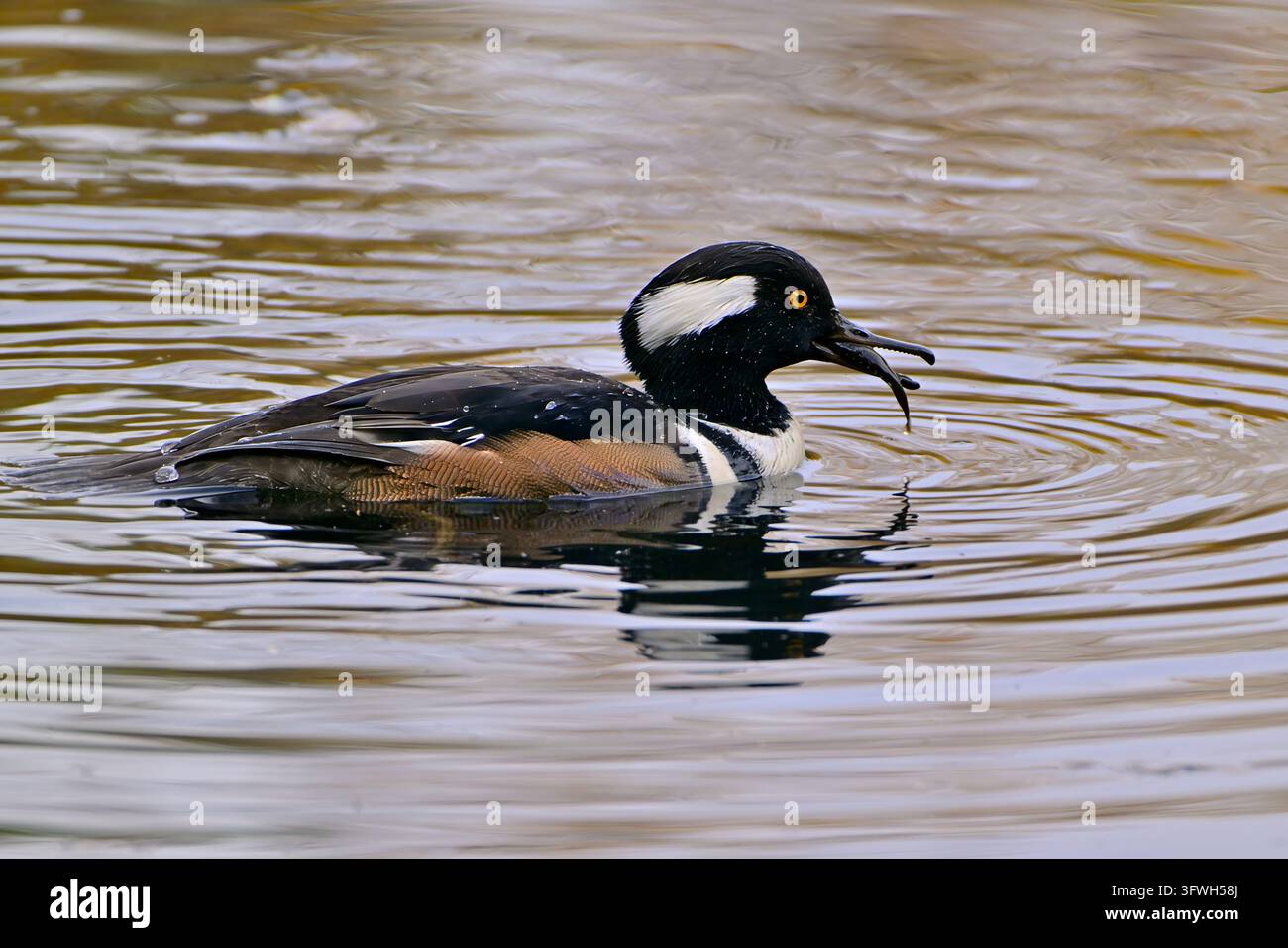 Un plongeon huppé, Lophodytes cucullatus, mangeant un épinoche qu'il a attrapé. Banque D'Images