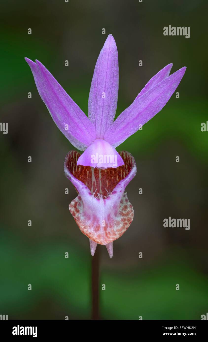 Orchidée Calypso, également connue sous le nom d'Orchidée Chausse-Pantin, à l'Arboretum du Mont Pisgah, Willamette Valley, Oregon. Banque D'Images