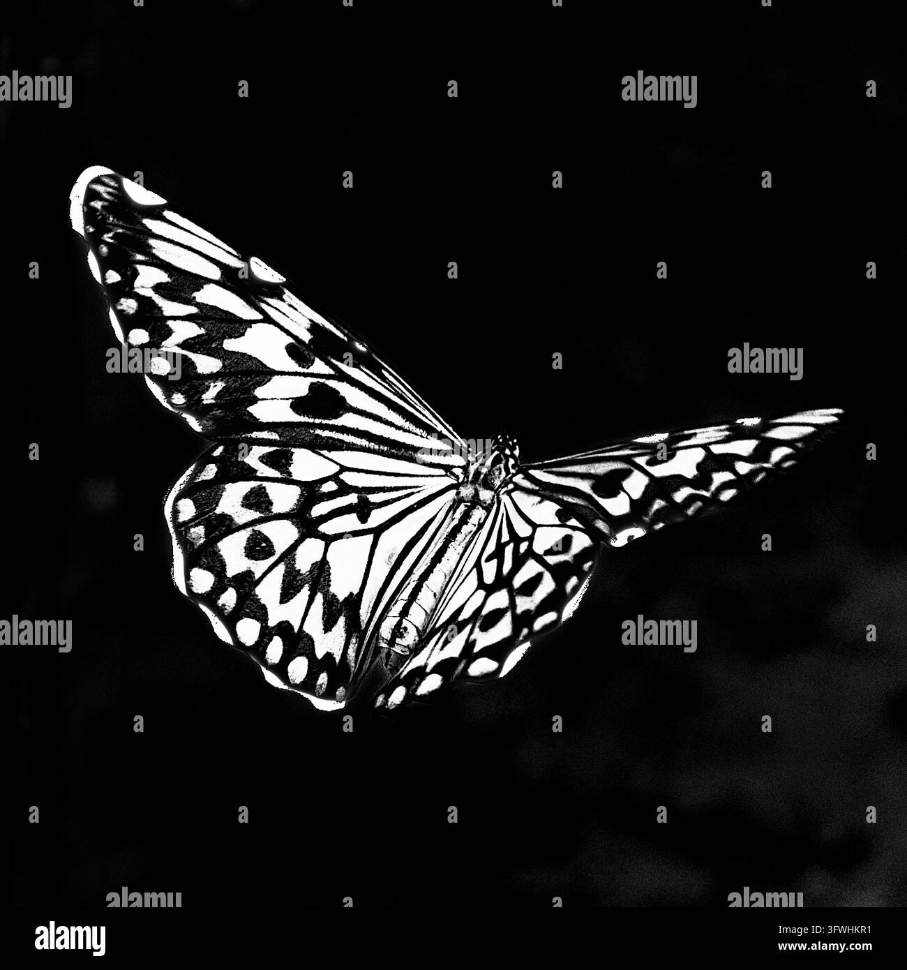 Un papillon vole avec des ailes étalées en biais et des motifs frappants sur un fond noir, Nymphe blanche (Idea leuconoe), Mariposario de Benal Banque D'Images